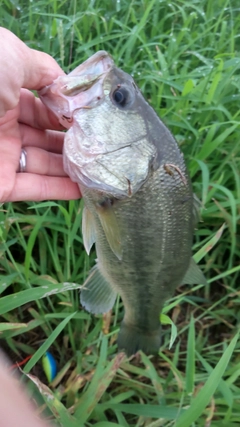 ブラックバスの釣果