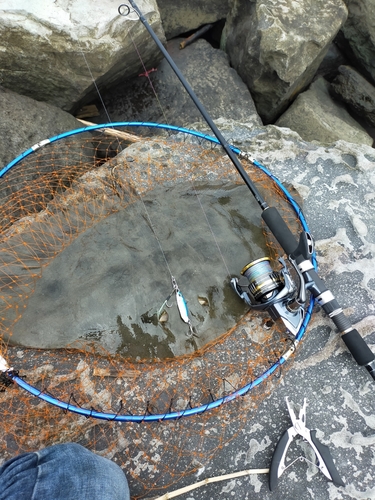 ツバクロエイの釣果