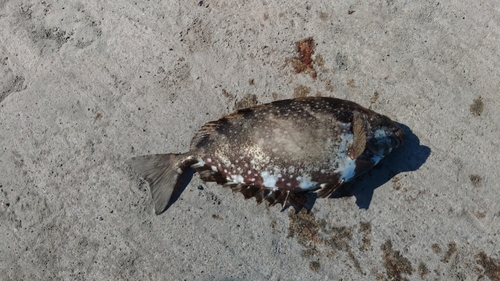 アイゴの釣果