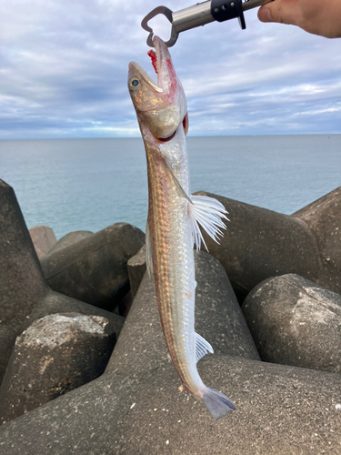 エソの釣果