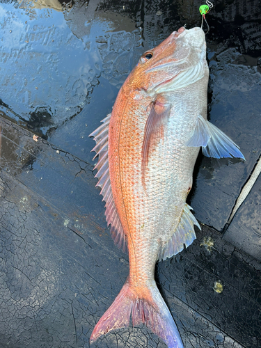 マダイの釣果