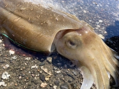 コウイカの釣果