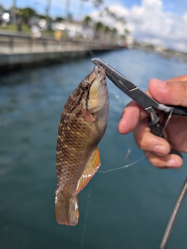 ベラの釣果