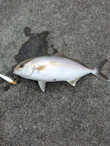 ショッコの釣果