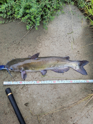 アメリカナマズの釣果