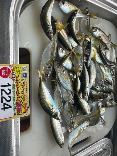 アジの釣果