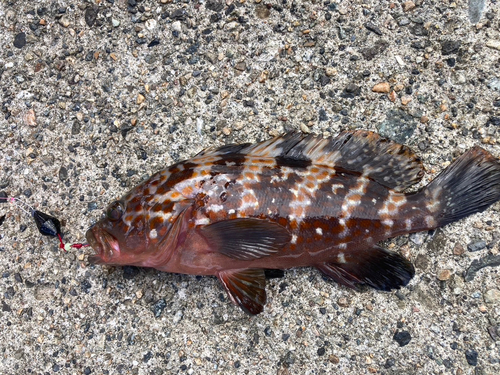 アコウの釣果