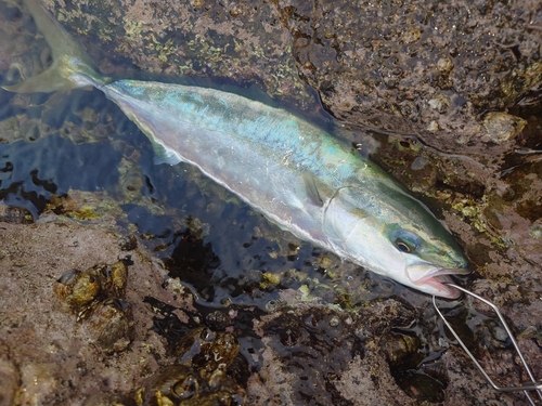 イナダの釣果