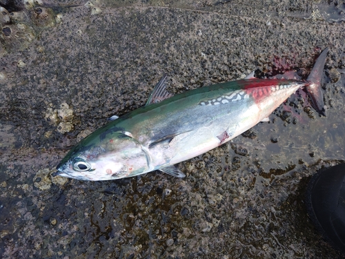 ソウダガツオの釣果