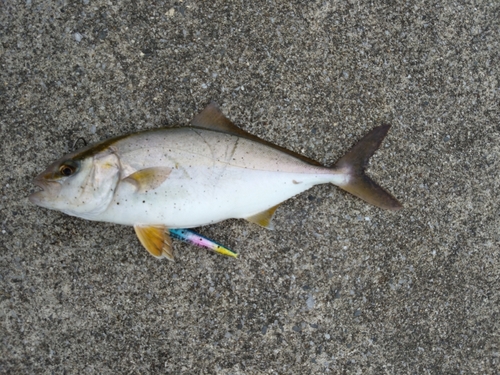 カンパチの釣果