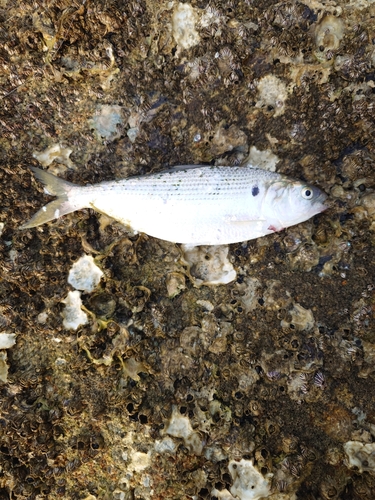 コノシロの釣果