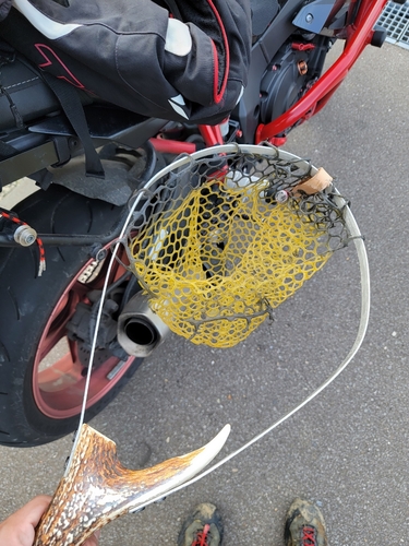 イワナの釣果