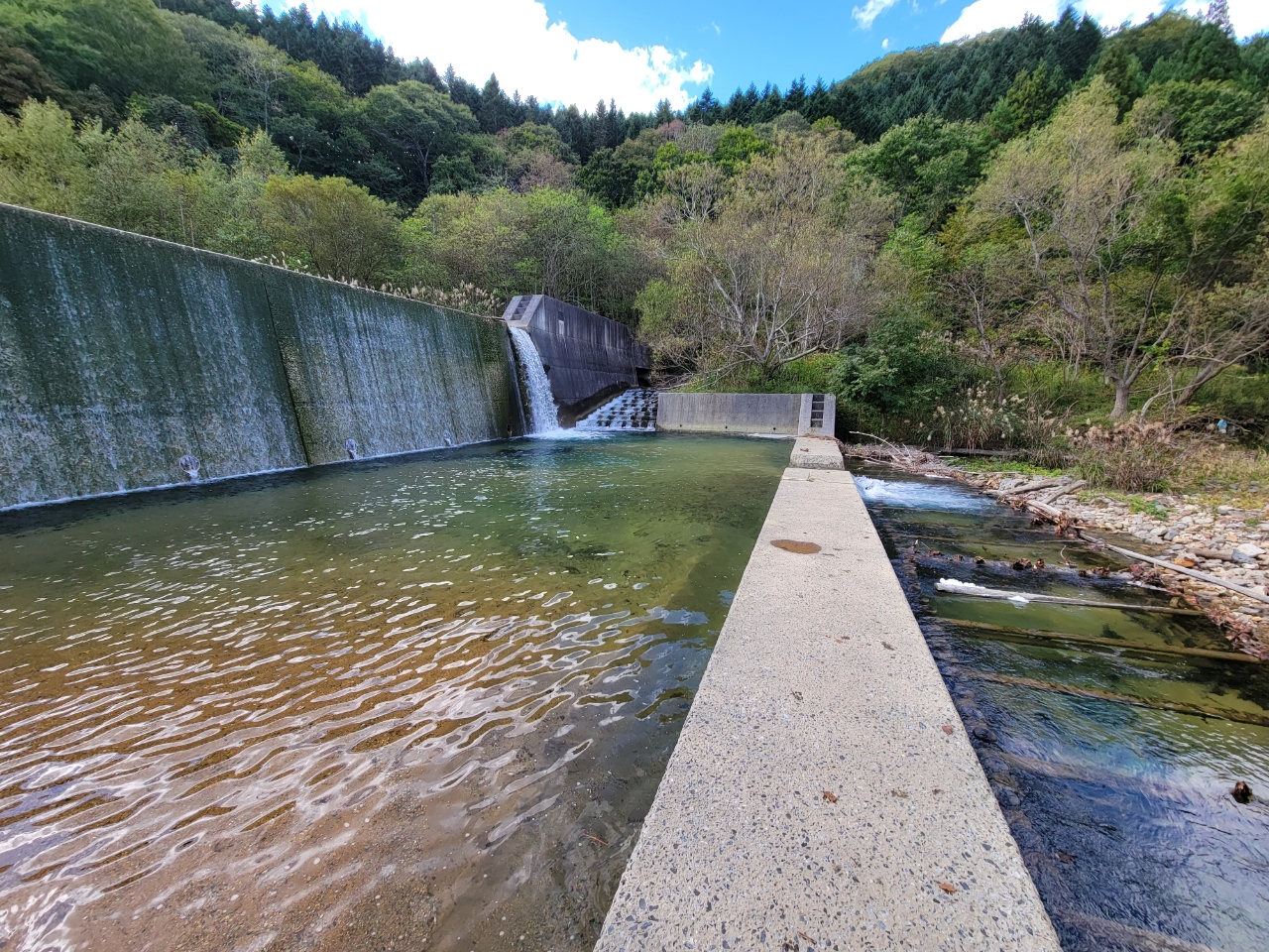 イワナ