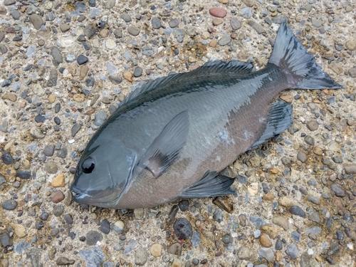 メジナの釣果