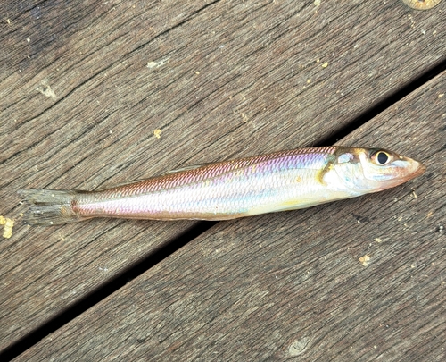 キスの釣果