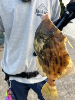 カワハギの釣果