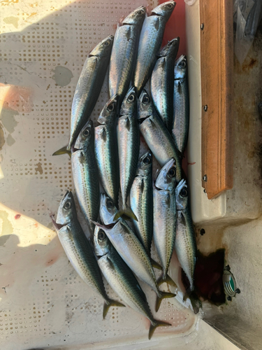 サバの釣果