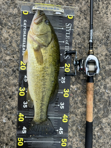 ブラックバスの釣果