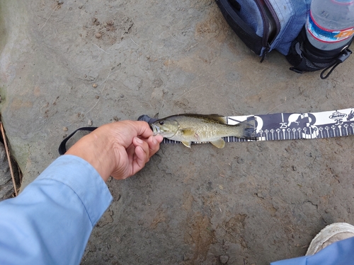 スモールマウスバスの釣果