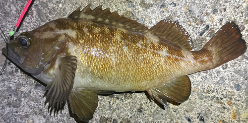 エゾメバルの釣果