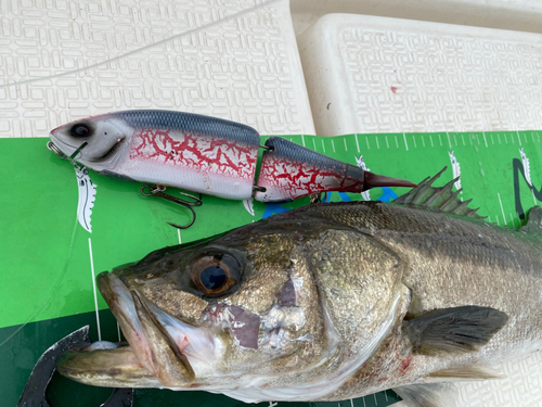 シーバスの釣果