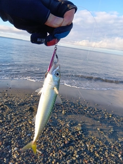 マサバの釣果