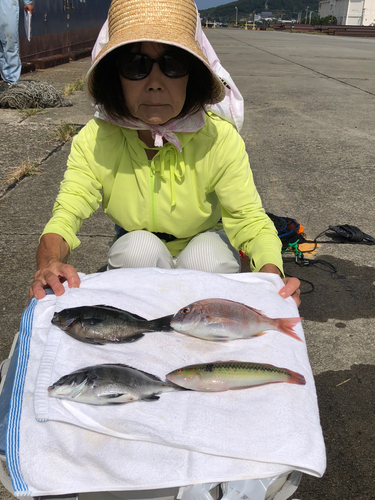 マダイの釣果