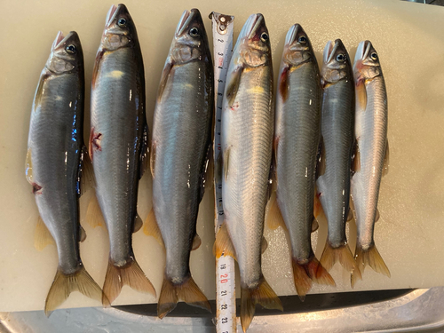 アユの釣果