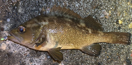 エゾメバルの釣果