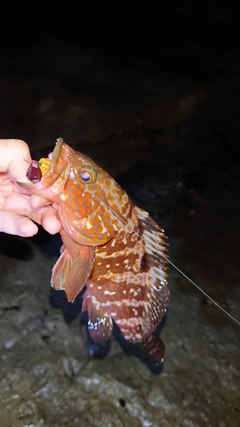 キジハタの釣果