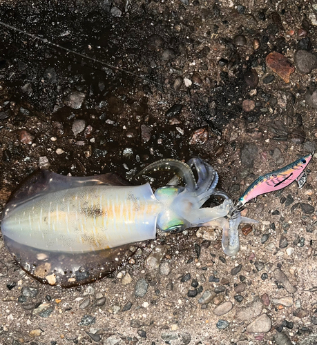 アオリイカの釣果