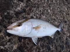 カンパチの釣果