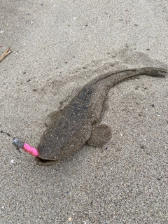 マゴチの釣果