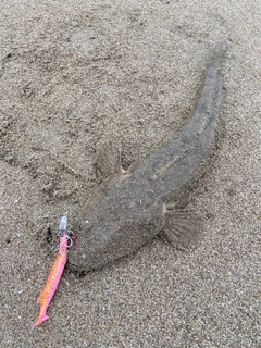 マゴチの釣果