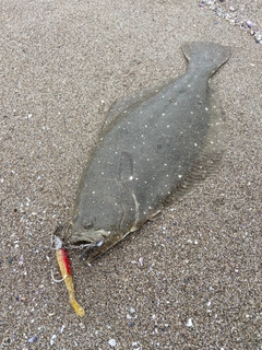 ヒラメの釣果