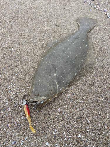 ヒラメの釣果