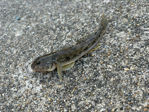 ハゼの釣果