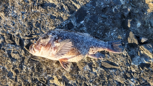 ソイの釣果