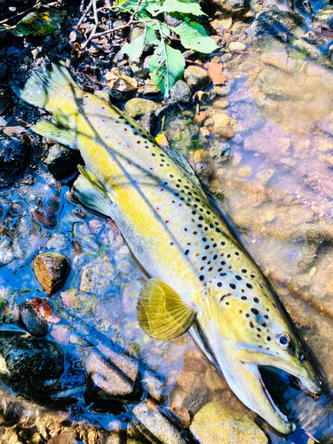 ブラウントラウトの釣果