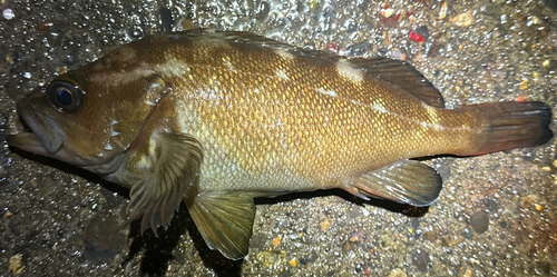 エゾメバルの釣果