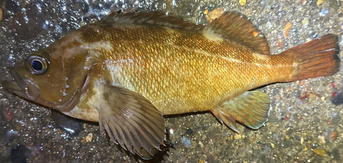 エゾメバルの釣果