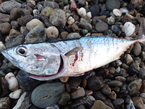 ヒラソウダの釣果