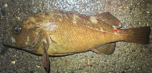 エゾメバルの釣果