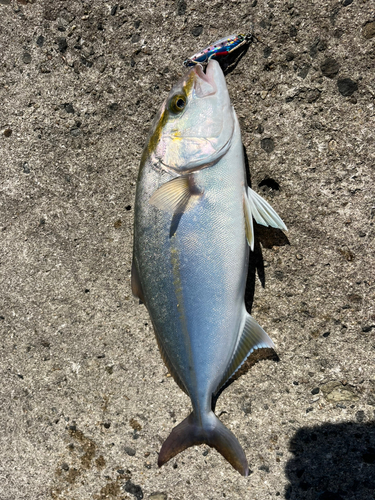 カンパチの釣果