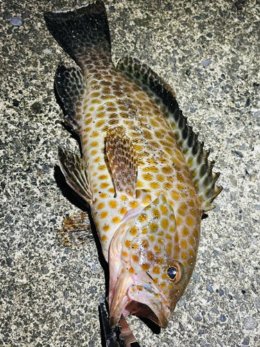 オオモンハタの釣果