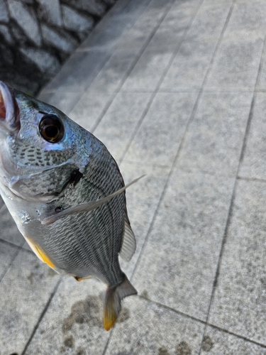 キビレの釣果