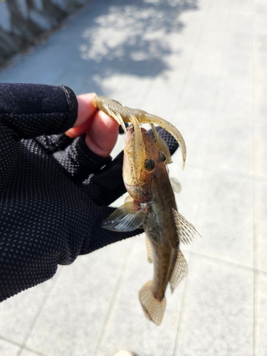 ハゼの釣果