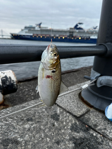 コノシロの釣果