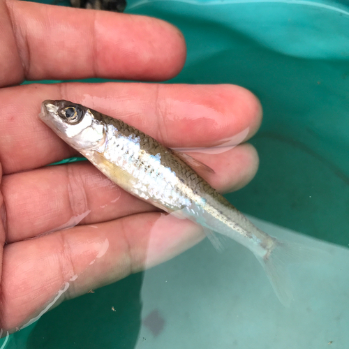 モロコの釣果