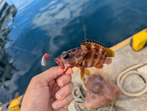 アカハタの釣果